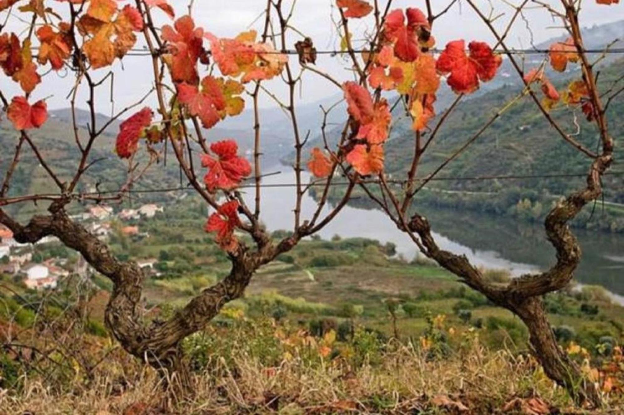 Sobreiro'S Villa In Douro Valley メザン・フリーオ エクステリア 写真