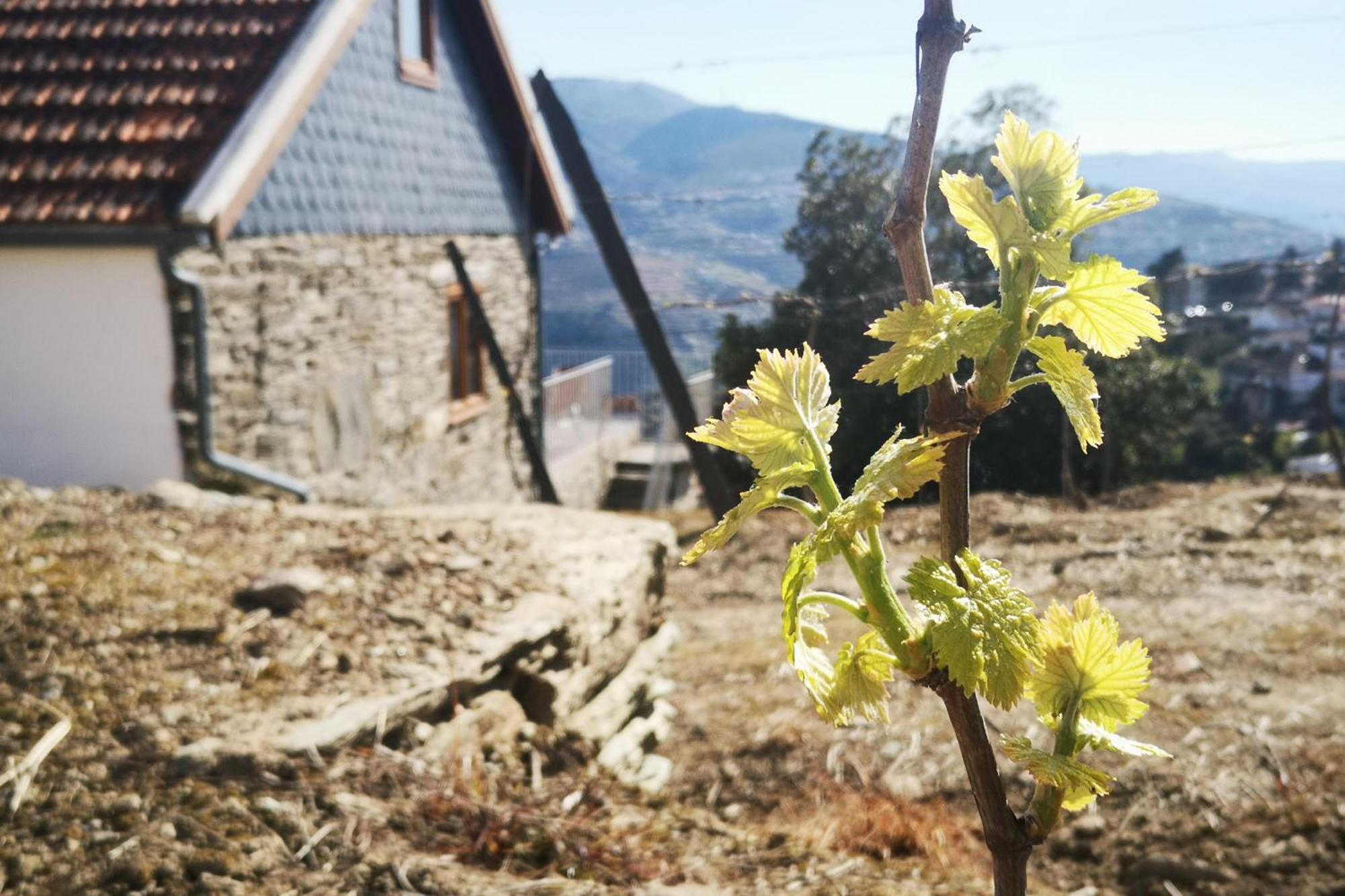 Sobreiro'S Villa In Douro Valley メザン・フリーオ エクステリア 写真